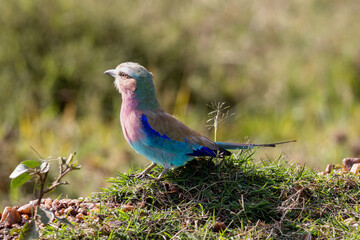 Lilac-breasted roller (Coracias caudatus) perched on a small grassy mound in the Maasai Mara