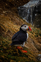 Atlantic puffin nesting in Iceland during the summer