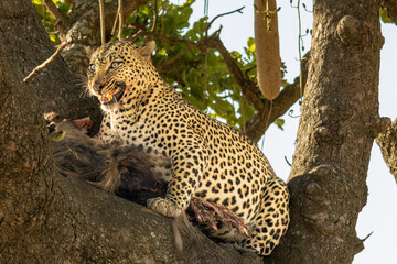 Leopard (Panthera pardus) with a kill in the branches of a sausage tree in Serengeti National Park, Tanzania