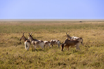 A Coke's hartebeest (Alcelaphus buselaphus cokii) stands alertly on the vast short grass plains of Serengeti National Park Tanzania