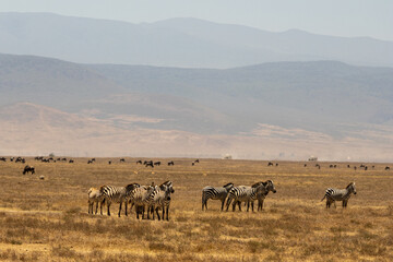 A group of plains zebras (Equus quagga) standing and grazing in the vast, dry grasslands of...