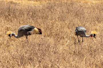 A pair of grey crowned cranes (Balearica regulorum) forage together in the dry, golden grassland of...