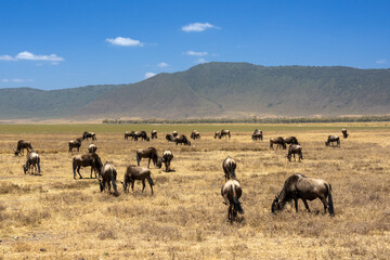 A herd of blue wildebeest (Connochaetes taurinus) grazes on the short-grass plains inside the Ngorongoro Crater, Tanzania