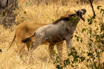 Lioness (Panthera leo) attacking and biting a blue wildebeest (Connochaetes taurinus) in dry savanna, Tarangire National Park