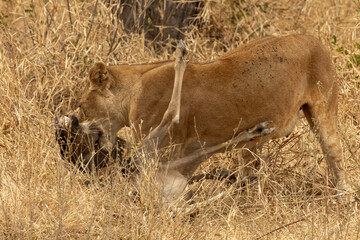 Lioness (Panthera leo) in dry grass capturing a blue wildebeest (Connochaetes taurinus) in...
