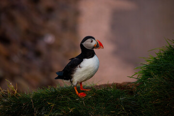 Atlantic puffin nesting in Iceland during the summer