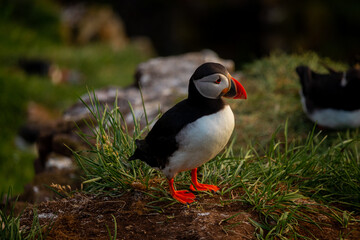 Atlantic puffin nesting in Iceland during the summer