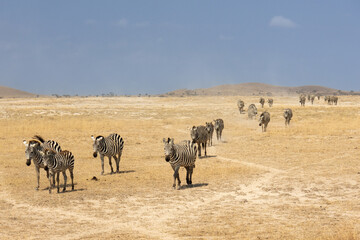 A large herd of plains zebras (Equus quagga) walking across the dry, dusty plains of Amboseli...