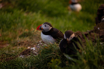 Atlantic puffin nesting in Iceland during the summer