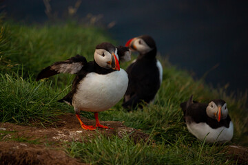 Atlantic puffin nesting in Iceland during the summer