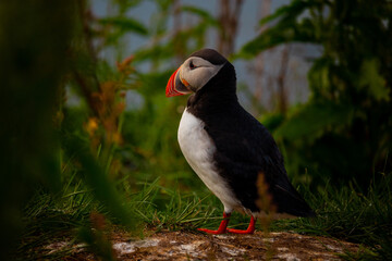 Atlantic puffin nesting in Iceland during the summer