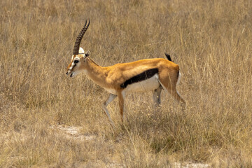 A male Thomson's gazelle (Eudorcas thomsonii) walking through tall dry grass in Amboseli National Park, Kenya