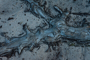 Korzenie drzew na piaszczystej ścieżce