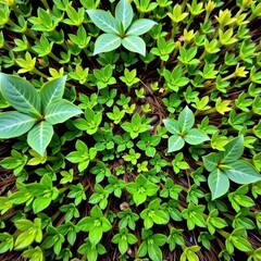 Lush green moss texture, vibrant emerald tones, natural background, organic detail, ecology, macro, element
