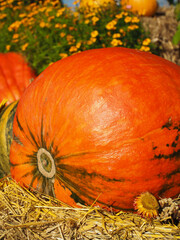 Large Orange Pumpkin with Blurred Flowers in Background — Vertical Autumn Close-Up
