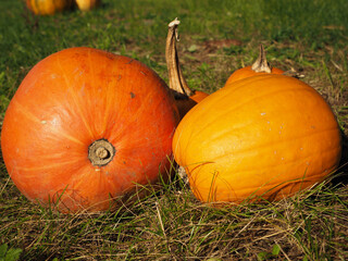 Two Pumpkins — Dark Orange and Yellow-Orange Autumn Harvest Decoration