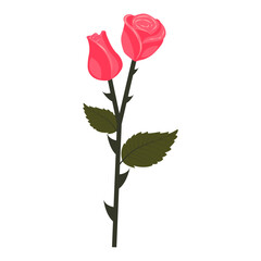 Bright pink rose. Cute flower and bud on one stem. Vector illustration isolated on white background.