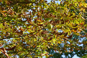 Autumn leaves changing colors on a sunny day in a vibrant park area