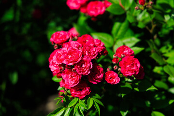 Bright pink roses blooming in a garden setting during daytime