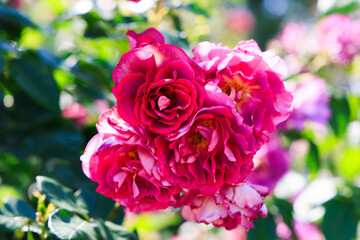 Bright pink roses blooming in a lush garden during spring season