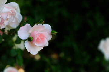 Pink roses bloom in a garden under bright sunlight during springtime