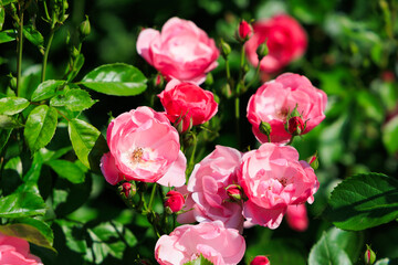 Beautiful blooming pink roses in a sunny garden during spring season
