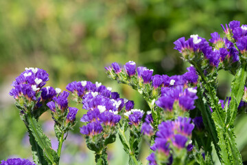 Fototapeta premium Close up of wavyleaf sea lavender (limorium sinuatum) flowers in bloom