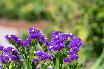 Fototapeta premium Close up of wavyleaf sea lavender (limorium sinuatum) flowers in bloom