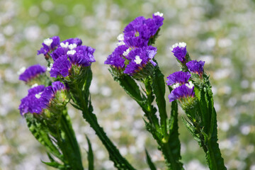 Obraz premium Close up of wavyleaf sea lavender (limorium sinuatum) flowers in bloom