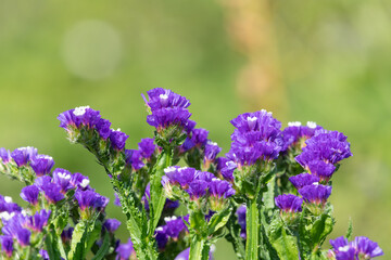 Obraz premium Close up of wavyleaf sea lavender (limorium sinuatum) flowers in bloom