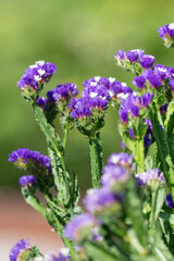 Close up of wavyleaf sea lavender (limorium sinuatum) flowers in bloom