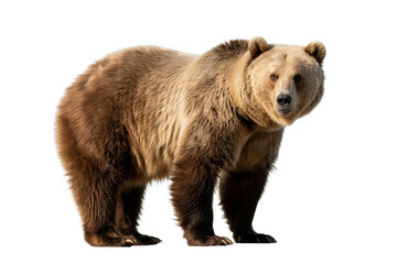 Obraz premium Strong grizzly bear in side profile showing thick fur and watchful eyes