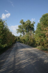 road in the forest