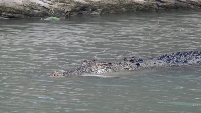 Big saltwater estuarine crocodile, Crocodylus porosus, lurking in shallow murky water of Cahills crossing and devouring a baby crocodile near Kakadu national park, Arnhemland, Northern Territory.