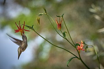 Anna's hummingbird drinking nectar from a Columbine flower © David