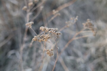 A yarrow sways in the wind. Suitable for botanical research, eco-conscious design, or medicinal content.