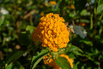 Flor lantana