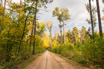 Path in Bialowieza Forest in Poland, autumn