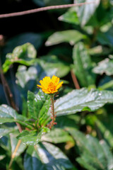 Close-up of a vibrant yellow Button Flower (Sphagneticola calendulacea) on its stem with small ants, framed by glossy green foliage.