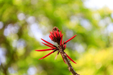  Close-up of the intense red flower sprout of Mulungu-coral (Erythrina mulungu), with a woody stem...