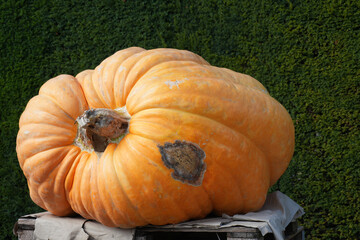 K&uuml;rbisausstellung in Ludwigsburg zeigt die Vielfalt der K&uuml;rbisarten in buntem Herbstambiente