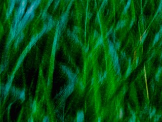 Whispers in Motion: Abstract Green Grass