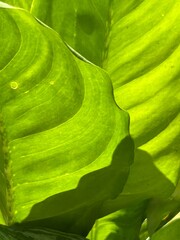 Translucent Glow: Sunlit Leaf in Detail