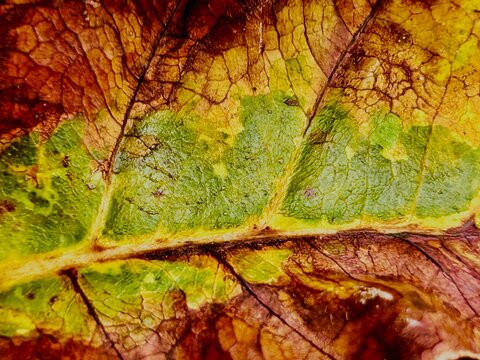 macrophotograph of a drying tree leaf
