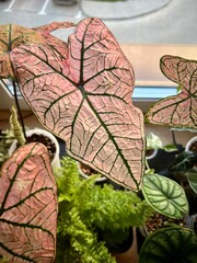 Beautiful caladium Spring Fling pink leave