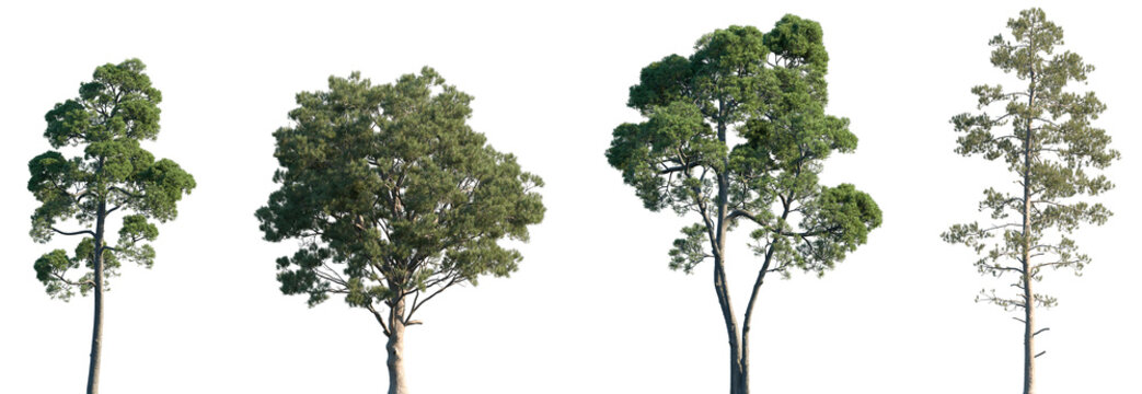 Set of Pinus halepensis and Pinus pinaster frontal isolated png on a transparent background perfectly cutout