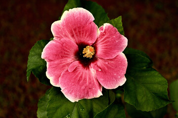 pink hibiscus flower