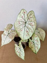 Caladium Strawberry Star . This plant is native to the tropical regions of South America. The leaves have random sprinkles of strawberry red freckles.
