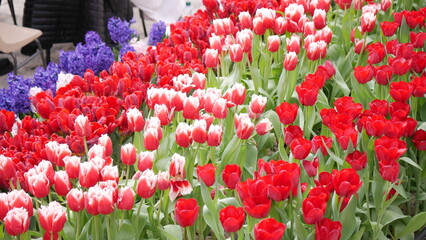 JARD&Iacute;N DE FOTOS 