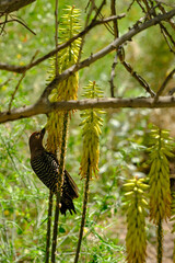 Close up Gila Woodpecker Blurred Background Yellow Aloe Vera Flowers